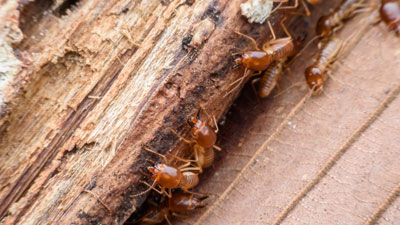 Traitement toiture termites Bordeaux avec l'artisan couvreur YOHAN CLIVAZ